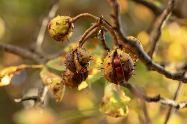 Sonbaharda kestane. Ağaçtaki kestane meyvesi.