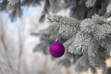Violet Christmas Ball hanging on a tree branch in the Snow Winter Forest. White Christmas. Spruce branch covered with hoarfrost.
