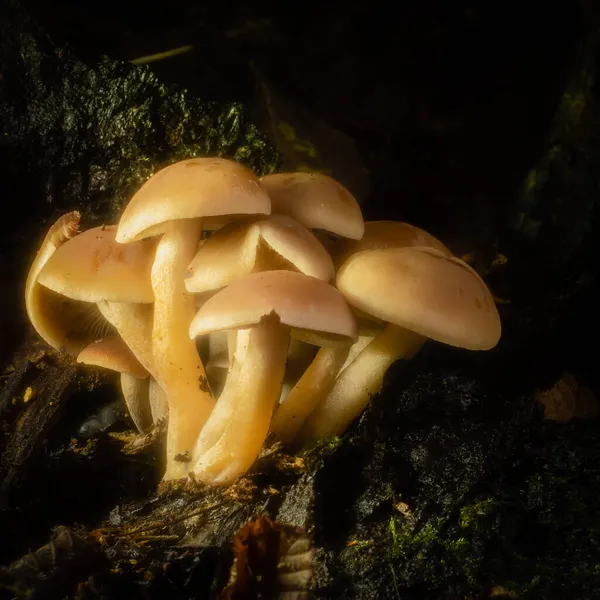硫黄タフトキノコは日陰の森の腐った木の基部から小さなクラスターで成長します — ストック写真