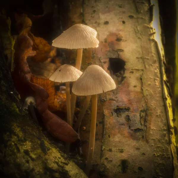 Kümelenmiş Bonnet Mantarları Ölen Bir Meşe Ağacının Gövdesinde Yetişir — Stok fotoğraf