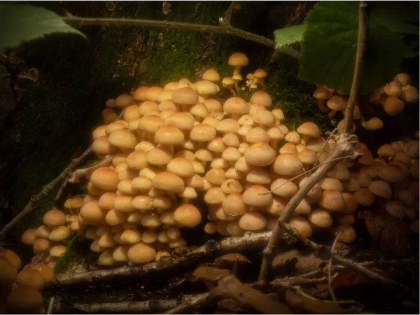 小さな硫黄タフトキノコは 森林の腐敗した丸太から密なクラスターで成長します — ストック写真