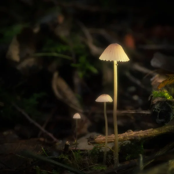 Gelbschenkelpilze Wachsen Aus Dem Waldboden Winzige Zarte Fliegenpilze — Stockfoto