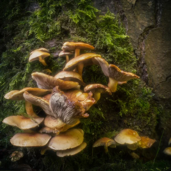 Zwavel Tuft Paddestoelen Ontspruiten Een Cluster Uit Een Boomstam — Stockfoto