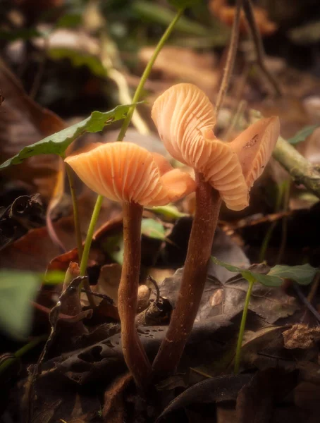 Der Betrüger Pilz Wächst Aus Dem Waldboden Laccaria Laccata — Stockfoto