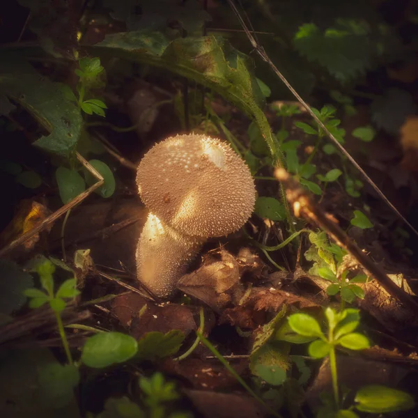 日陰の森の床で育つ一般的なパフボールキノコ — ストック写真