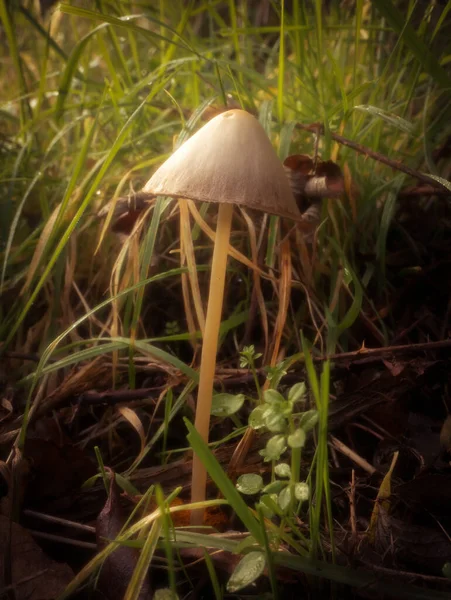 버섯은 언저리에서 자란다 — 스톡 사진