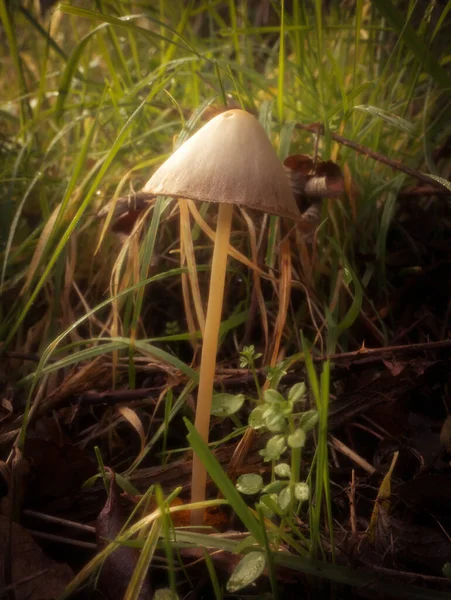 Geplooide Inkcap Paddestoel Groeit Een Grasachtige Rand — Stockfoto