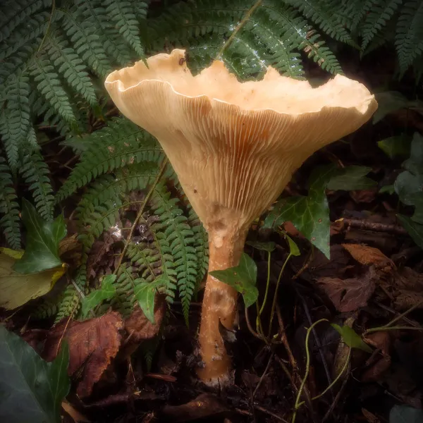 Grande Fungo Imbuto Gigante Maturo Cresce Dal Pavimento Della Foresta — Foto Stock