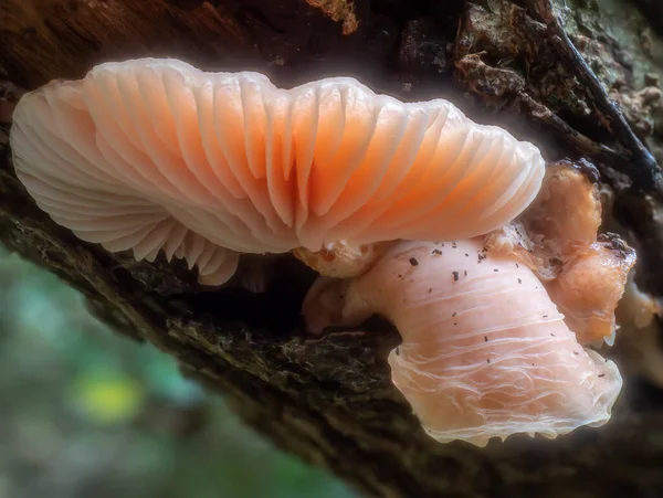 Wrinkled Peach Fungus Growing Dead Tree Rhodotus Palmatus — Stock Photo, Image