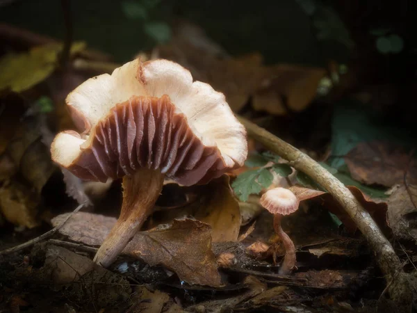 Amethyst Deceiver Pilze Wachsen Laubstreu Auf Dem Waldboden Bleichere Oberfläche — Stockfoto