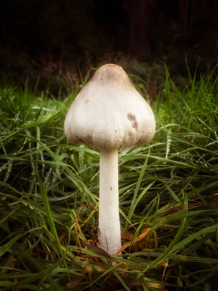 Grote Witte Paddestoel Groeit Een Grazige Herfstweide Aan Rand Van — Stockfoto