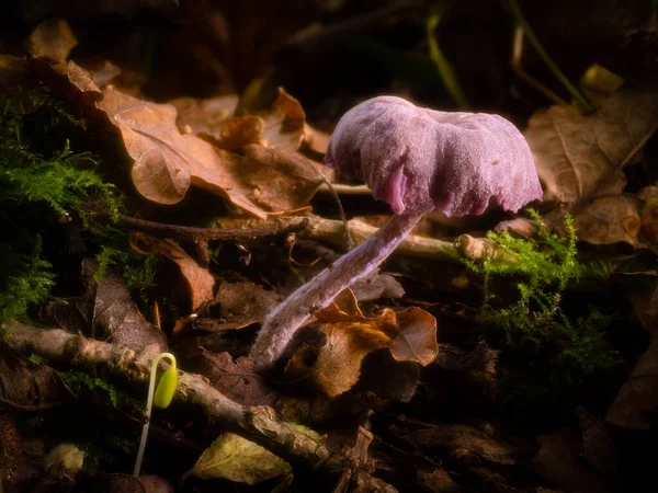 Cogumelo Enganador Ametista Cresce Ninhada Folhas Cercada Por Fungos Menores — Fotografia de Stock