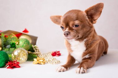 Chihuahua köpeği Noel indirimi için hazır. Yeni yıl kartında küçük, şirin bir hayvan. Yüksek kalite fotoğraf