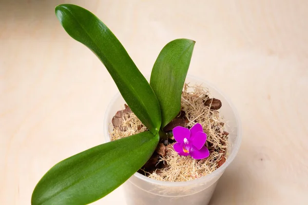 Выращивание орхидей дома. Почва и подложка для соломенных орхидей, маленькие молодые растения, орхидеи в горшках — стоковое фото
