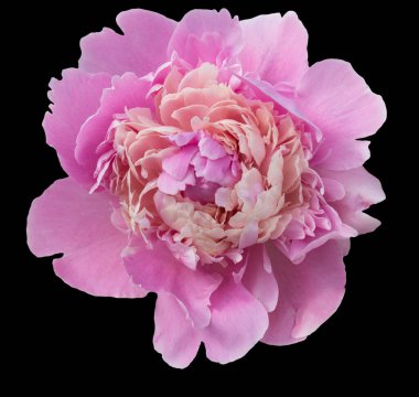 Siyah arka plan üzerine izole pembe Şakayık çiçeği