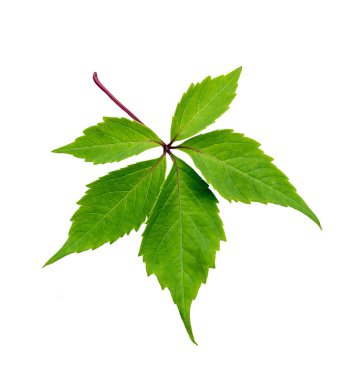Beş yapraklı bakir üzüm (Parthenocissus quinquefolia), bitkinin bir yaprağı, beyaz arka planda izole edilmiş..