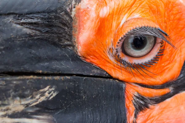 Detalhe Cara Olho Close Pássaro Hornbill Solo Sul — Fotografia de Stock