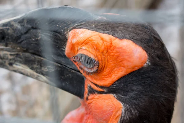 Hornbill Solo Sul Bucorvus Leadbeateri Bucorvus Cafer — Fotografia de Stock