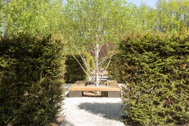  Güneşli bir günde parkta huş ağacı (Jacquemontii Betula), ilkbahar manzarası