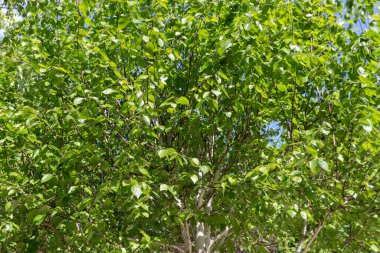  Huş ağacı (Jacquemontii Betula) ve parkta genç yeşil yapraklar. Arka plan, taç, yakın plan. Crown, yakın plan, arka plan. Güneşli bahar günü.