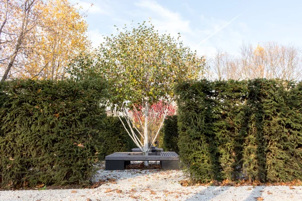 Parkta Huş Ağacı Jacquemontii Betula Güneşli Bir Günde Sonbahar Manzarası — Stok fotoğraf