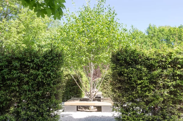 Huş Ağacı Jacquemontii Betula Parkta Genç Yeşil Yapraklar Güneşli Bahar — Stok fotoğraf