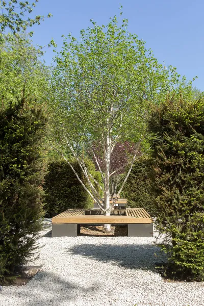 白桦树 Jacquemontii Betula 公园内绿叶幼小 春天里阳光灿烂 图库照片
