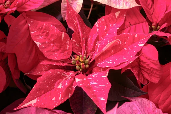 Primer Plano Del Follaje Rojo Poinsettia Poinsettia Euphorbia Pulcherrima Brácteas —  Fotos de Stock