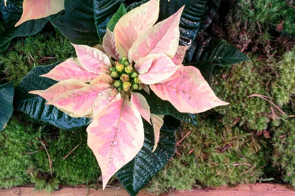 Closeup Cream Poinsettia Poinsettia Euphorbia Pulcherrima — Stock Photo, Image