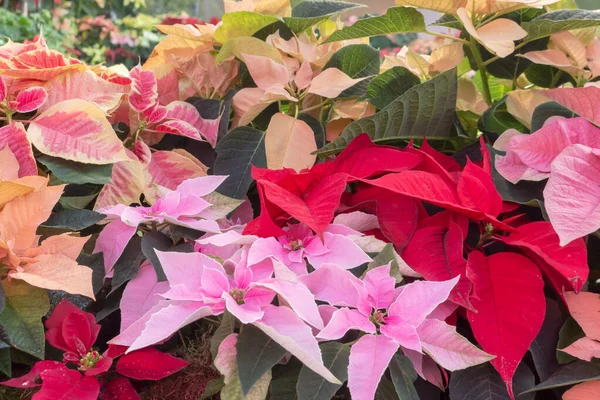 Großaufnahme Von Weihnachtssternen Weihnachtsstern Euphorbia Pulcherrima Rot Rosa Weiße Hochblätter Stockbild