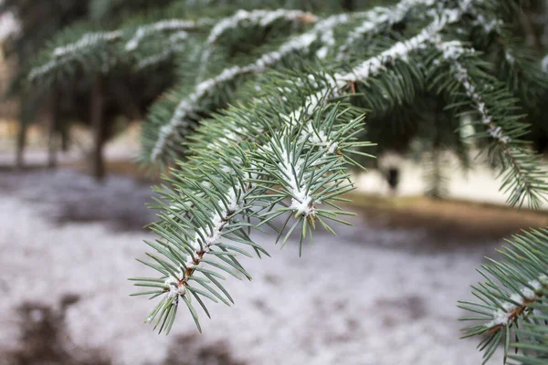 Gałęzie Choinki Zbliżenie Śniegiem Zimie — Zdjęcie stockowe