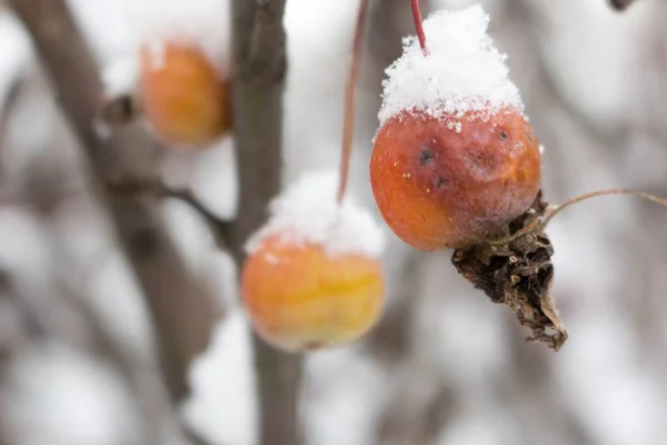 Jabłka Ozdobnej Jabłoni Zimie Zbliżenie Śnieżny Zimowy Dzień — Zdjęcie stockowe