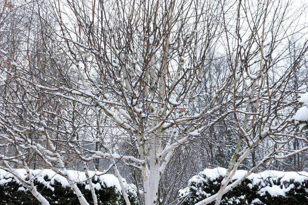 Abedul Jacquemontii Betula Fondo Corona Primer Plano —  Fotos de Stock