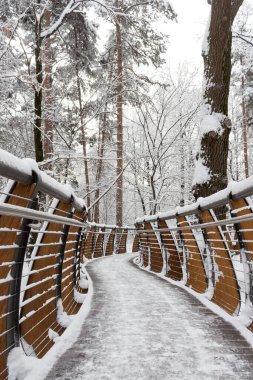 Rusya, Moskova: Ağaç taçları arasında hava ekolojik patikası, VDNH parkı, kış. 