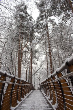 Rusya, Moskova: Ağaç taçları arasında hava ekolojik patikası, VDNH parkı, kış. 