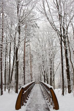 Rusya, Moskova: Ağaç taçları arasında hava ekolojik patikası, VDNH parkı, kış. 