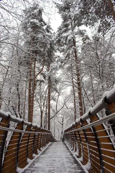 Rusya, Moskova: Ağaç taçları arasında hava ekolojik patikası, VDNH parkı, kış. 