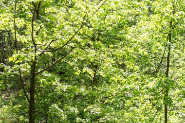 Baharın yeşil arka planı karışık ormanın. Güneşli bir gün, yakın çekim.