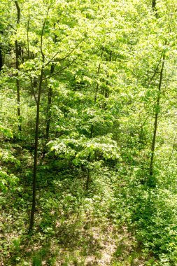 Baharın yeşil arka planı karışık ormanın. Güneşli bir gün, yakın çekim.