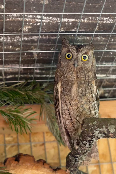 Bird of prey owl scops owl in a zoo cage. — Fotografia de Stock