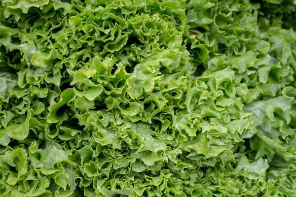 Groene bladsla op de boerenmarkt. — Stockfoto