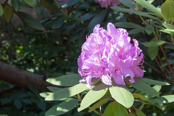 Pink rhododendron Roseum Elegans variety, sunny day.
