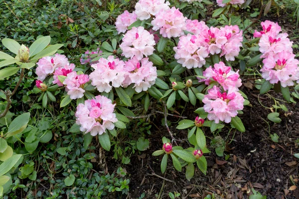 Pink rhododendron bush blooming in the garden, sunny day. Closeup. Floral background. — Fotografia de Stock