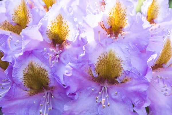 Pink rhododendron royal violet variety, sunny day. Closeup. Floral background. — Foto de Stock