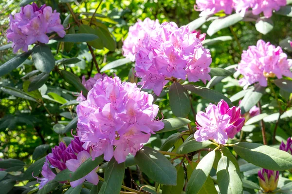Pink rhododendron Roseum Elegans variety, sunny day. Fotos de stock