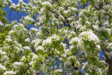 İlkbaharda armut filizlenir, büyük olgun bir ağaç..