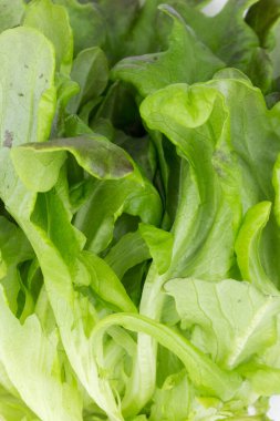 Taze yeşil marul salatası, vejetaryen yemeği..