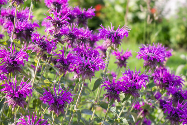 Close-up of the border of a flowering garden with Monarda