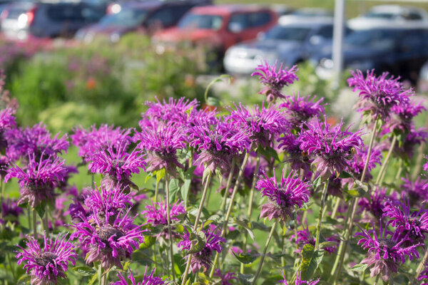 Close-up of the border of a flowering garden with Monarda
