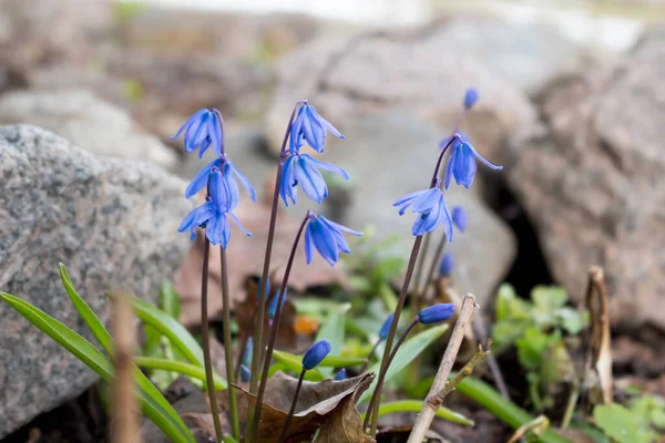 İlk bahar mavi çiçekleri, Scilla Siberica — Stok fotoğraf